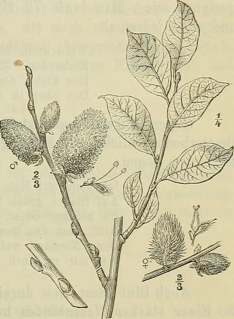 An illustration from Zauberpflanzen und Amulette : ein Beitrag zur Culturgeschichte und Volksmedicin / von M. Kronfeld., 1898, leaf 59