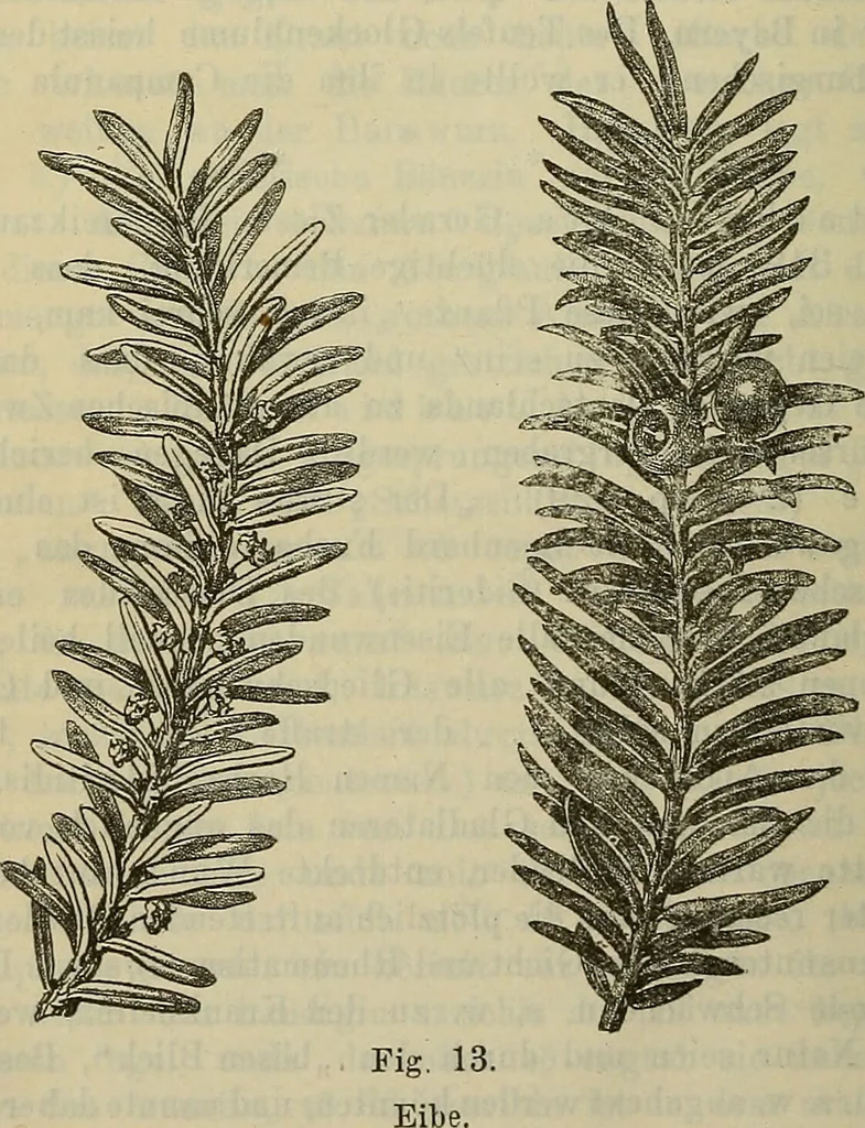 An illustration from Zauberpflanzen und Amulette : ein Beitrag zur Culturgeschichte und Volksmedicin / von M. Kronfeld., 1898, leaf 68