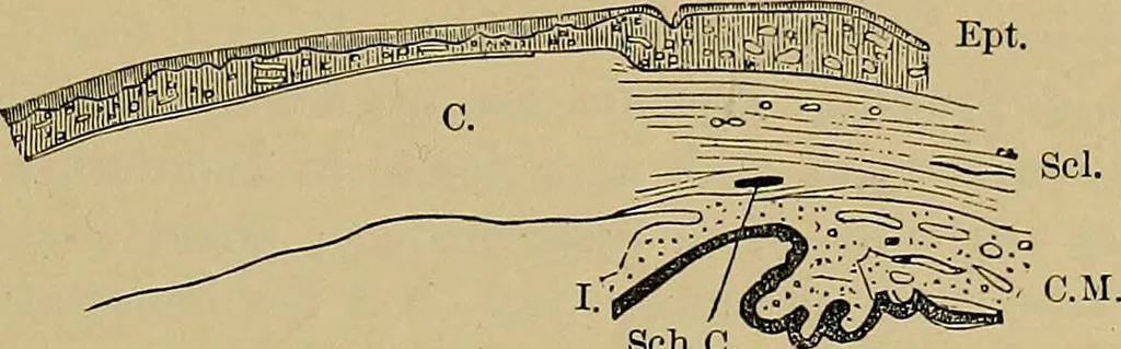 An illustration from Diseases of the eye / by Edward Nettleship ; with a supplement on examinations for color-blindness and acuity of vision and hearing, by William Thomson ; with 5 colored plates and 192 engravings., 1900, leaf 125