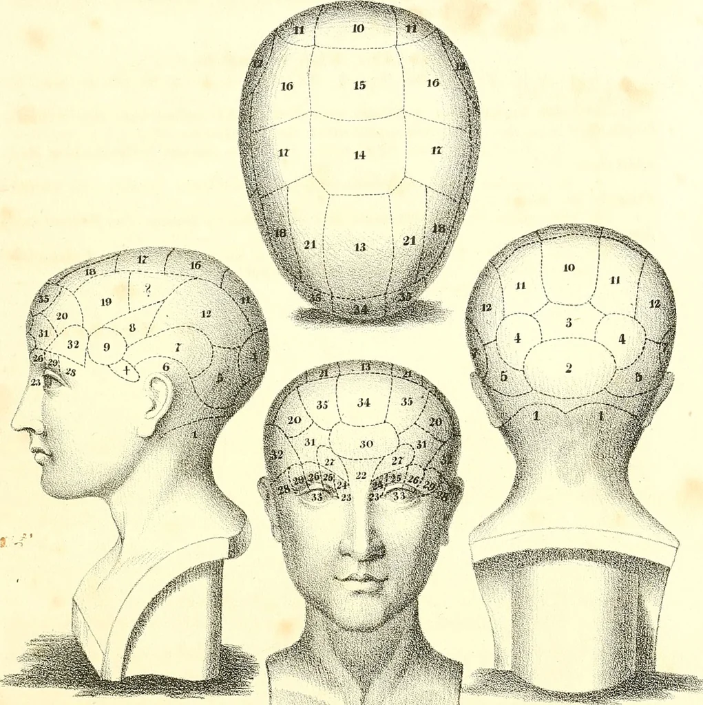 An illustration from Grundzüge der Phrenologie, oder, Anleitung zum Studium dieser Wissenschaft : mit Berücksichtigung der neueren Forschungen auf dem Gebiete der Physiologie und Psychologie / von R.R. Noel., 1847, leaf 609