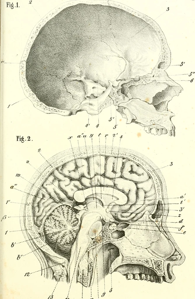 An illustration from Grundzüge der Phrenologie, oder, Anleitung zum Studium dieser Wissenschaft : mit Berücksichtigung der neueren Forschungen auf dem Gebiete der Physiologie und Psychologie / von R.R. Noel., 1847, leaf 613