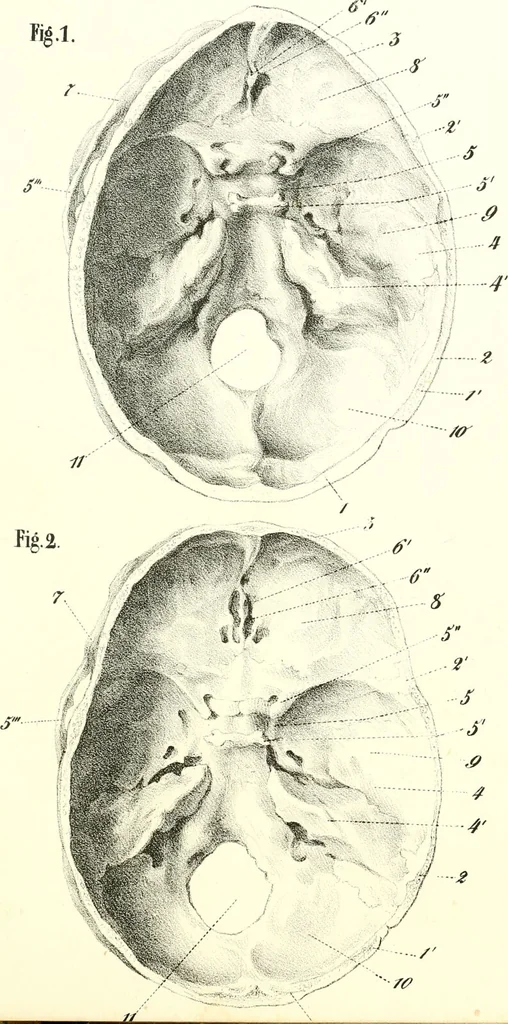 An illustration from Grundzüge der Phrenologie, oder, Anleitung zum Studium dieser Wissenschaft : mit Berücksichtigung der neueren Forschungen auf dem Gebiete der Physiologie und Psychologie / von R.R. Noel., 1847, leaf 615
