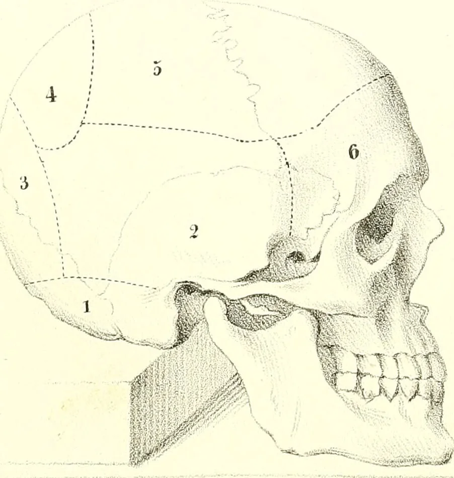 An illustration from Grundzüge der Phrenologie, oder, Anleitung zum Studium dieser Wissenschaft : mit Berücksichtigung der neueren Forschungen auf dem Gebiete der Physiologie und Psychologie / von R.R. Noel., 1847, leaf 619