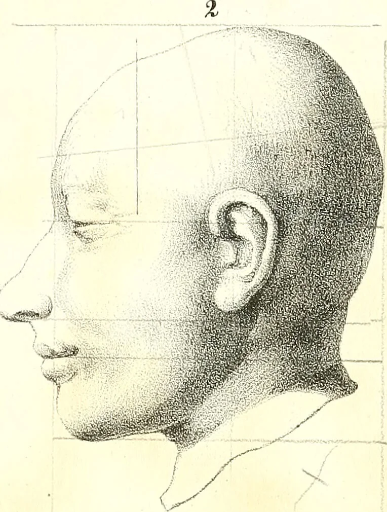 An illustration from Grundzüge der Phrenologie, oder, Anleitung zum Studium dieser Wissenschaft : mit Berücksichtigung der neueren Forschungen auf dem Gebiete der Physiologie und Psychologie / von R.R. Noel., 1847, leaf 623