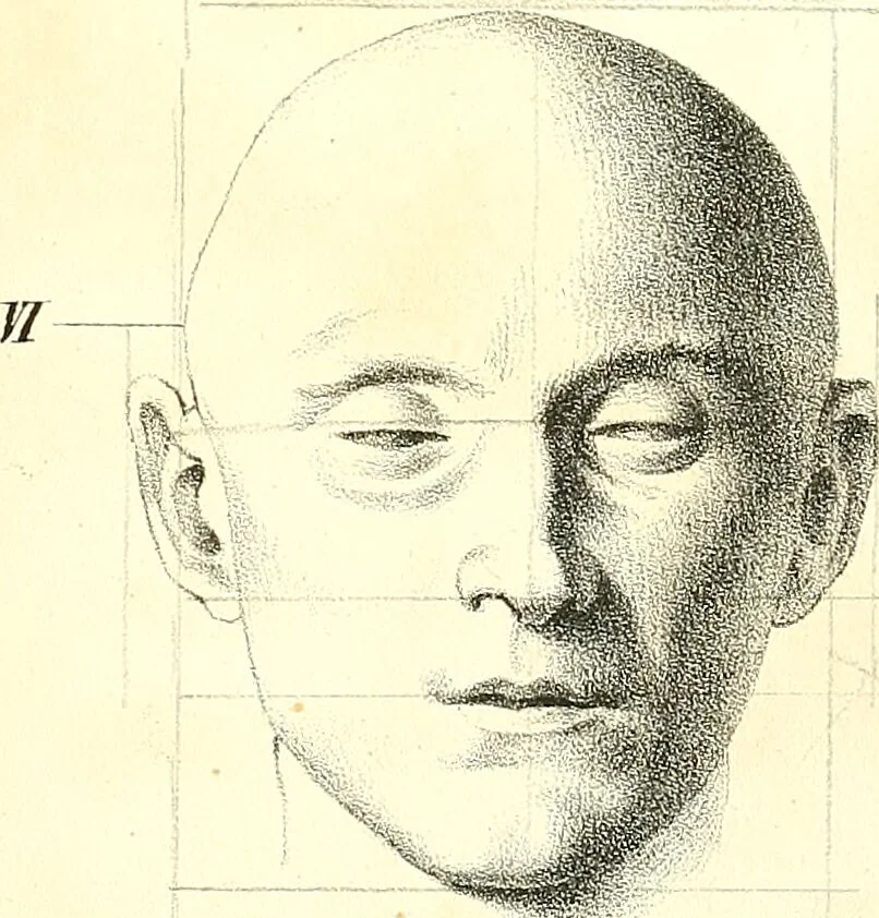An illustration from Grundzüge der Phrenologie, oder, Anleitung zum Studium dieser Wissenschaft : mit Berücksichtigung der neueren Forschungen auf dem Gebiete der Physiologie und Psychologie / von R.R. Noel., 1847, leaf 623