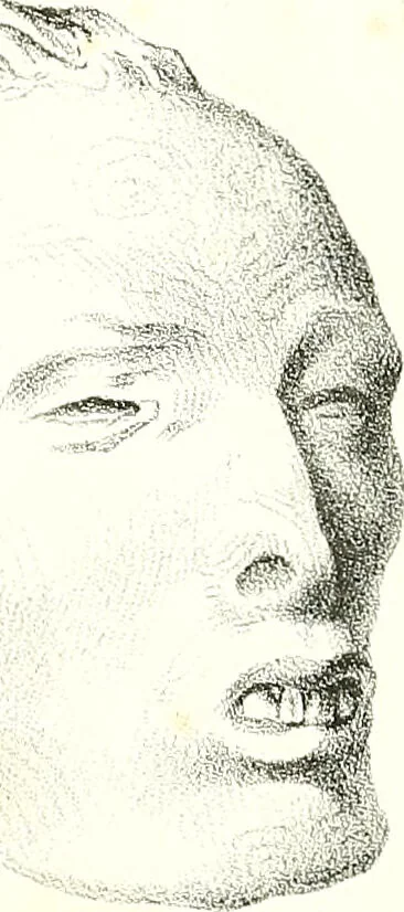 An illustration from Grundzüge der Phrenologie, oder, Anleitung zum Studium dieser Wissenschaft : mit Berücksichtigung der neueren Forschungen auf dem Gebiete der Physiologie und Psychologie / von R.R. Noel., 1847, leaf 629