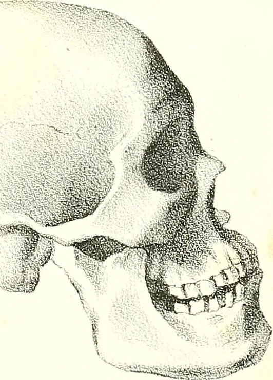 An illustration from Grundzüge der Phrenologie, oder, Anleitung zum Studium dieser Wissenschaft : mit Berücksichtigung der neueren Forschungen auf dem Gebiete der Physiologie und Psychologie / von R.R. Noel., 1847, leaf 629