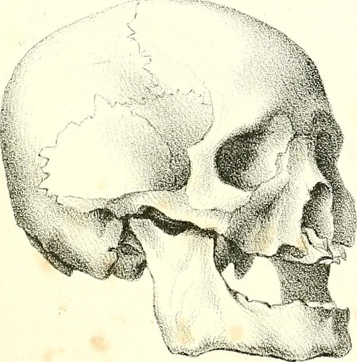 An illustration from Grundzüge der Phrenologie, oder, Anleitung zum Studium dieser Wissenschaft : mit Berücksichtigung der neueren Forschungen auf dem Gebiete der Physiologie und Psychologie / von R.R. Noel., 1847, leaf 629