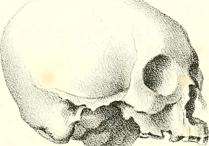 An illustration from Grundzüge der Phrenologie, oder, Anleitung zum Studium dieser Wissenschaft : mit Berücksichtigung der neueren Forschungen auf dem Gebiete der Physiologie und Psychologie / von R.R. Noel., 1847, leaf 629