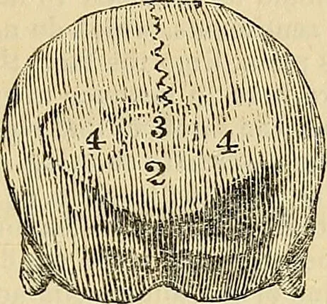 An illustration from The principles of phrenology / by Sidney Smith., 1838, leaf 117