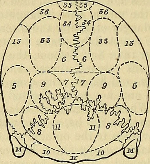 An illustration from The principles of phrenology / by Sidney Smith., 1838, leaf 156