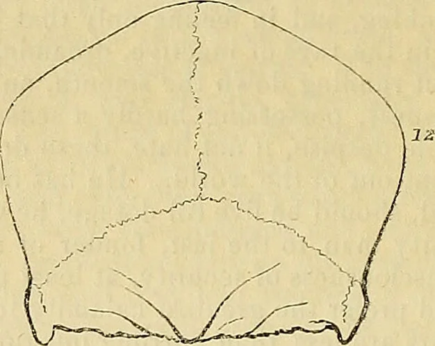 An illustration from The principles of phrenology / by Sidney Smith., 1838, leaf 160