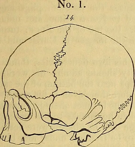An illustration from The principles of phrenology / by Sidney Smith., 1838, leaf 165