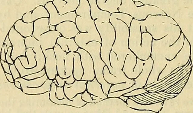 An illustration from The principles of phrenology / by Sidney Smith., 1838, leaf 76