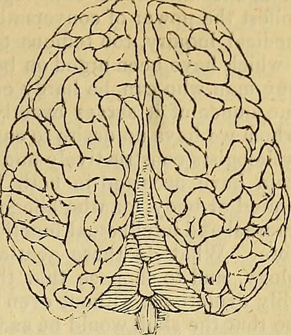 An illustration from The principles of phrenology / by Sidney Smith., 1838, leaf 77
