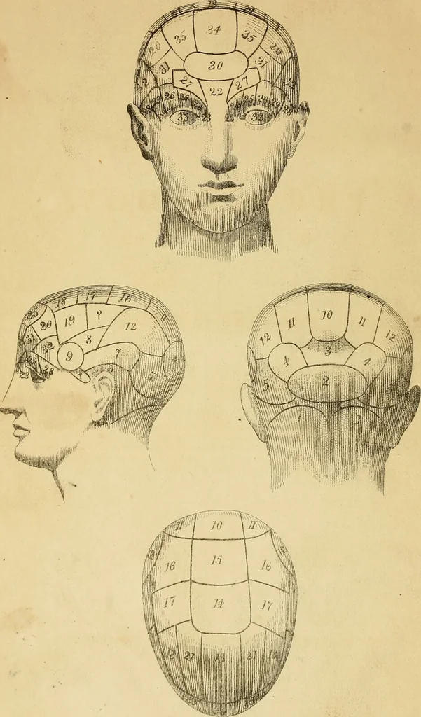 An illustration from The principles of phrenology / by Sidney Smith., 1838, leaf 8