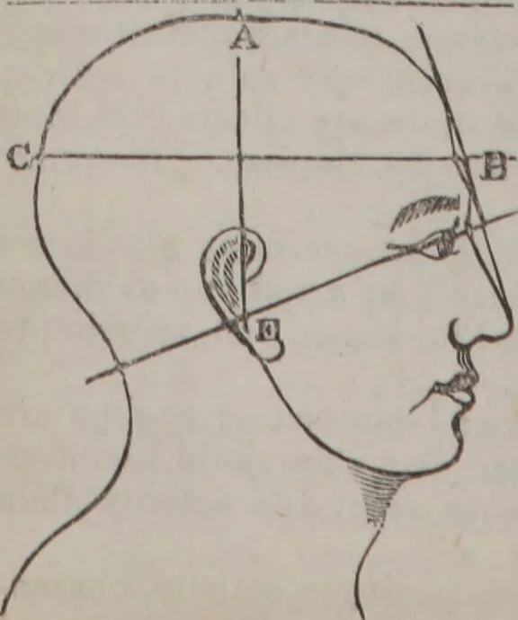 An illustration from A phrenological chart, presenting a synopsis of the science of phrenology : the phrenological analysis of the primitive powers of the mind, in their various degrees of developement, the phenomena produced by their combined activity, and the location of the corresponding organs, together with the phrenological character of [blank] / by J. Fletcher., 1837, leaf 10