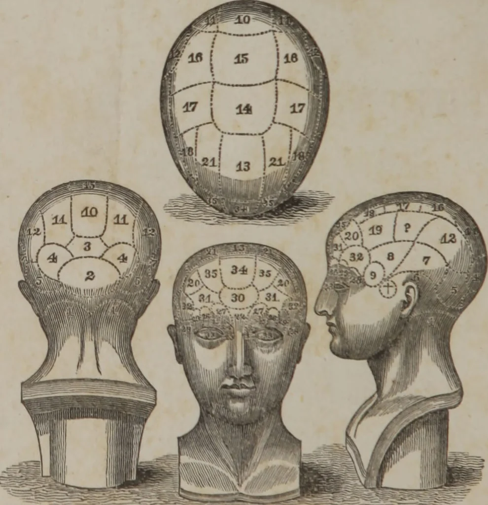 An illustration from A phrenological chart, presenting a synopsis of the science of phrenology : the phrenological analysis of the primitive powers of the mind, in their various degrees of developement, the phenomena produced by their combined activity, and the location of the corresponding organs, together with the phrenological character of [blank] / by J. Fletcher., 1837, leaf 4