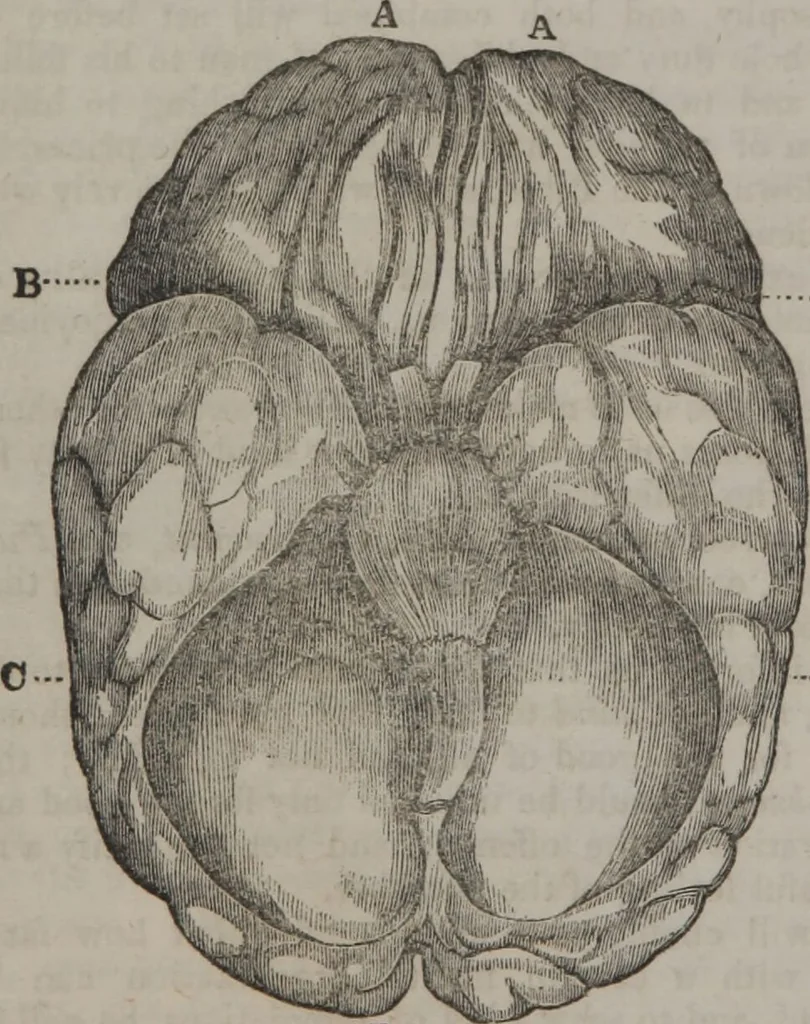 An illustration from Synopsis of phrenology and physiology : comprising a condensed description of the functions of the body and mind : also, indicating the relative development of these organs as applied to the person examined : with references to Fowler's phrenology, also, the additional improvements and discoveries made by the aid of magnetism and neurology / by L.N. Fowler., 1846, leaf 22