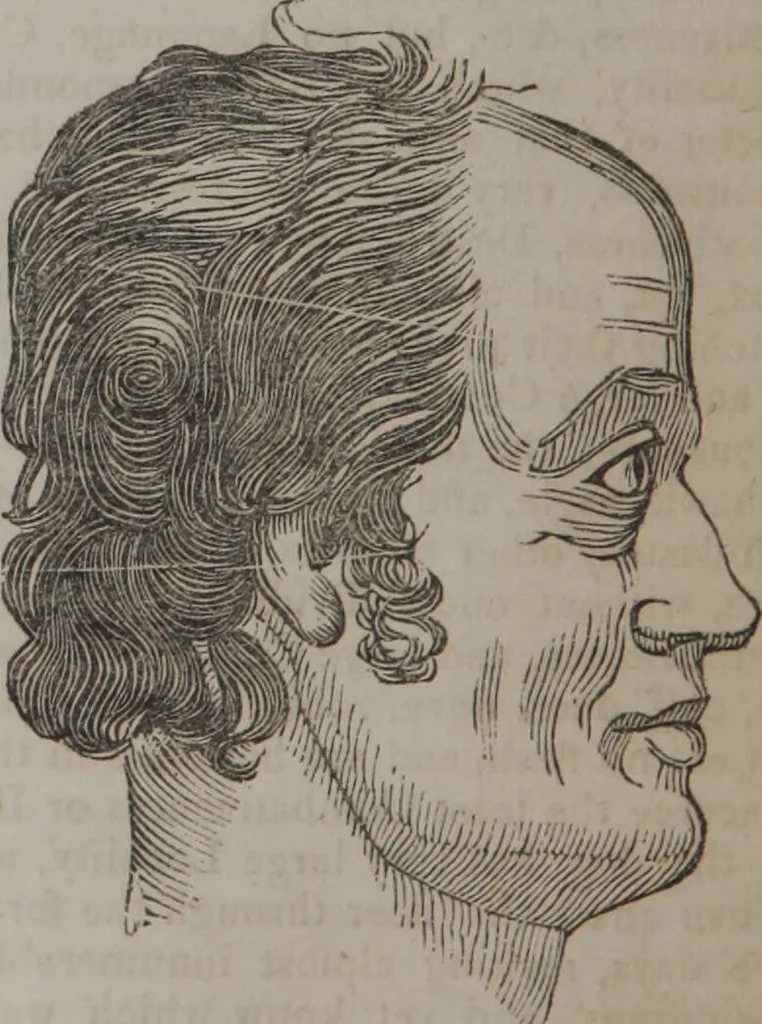 An illustration from Synopsis of phrenology and physiology : comprising a condensed description of the functions of the body and mind : also, indicating the relative development of these organs as applied to the person examined : with references to Fowler's phrenology, also, the additional improvements and discoveries made by the aid of magnetism and neurology / by L.N. Fowler., 1846, leaf 22