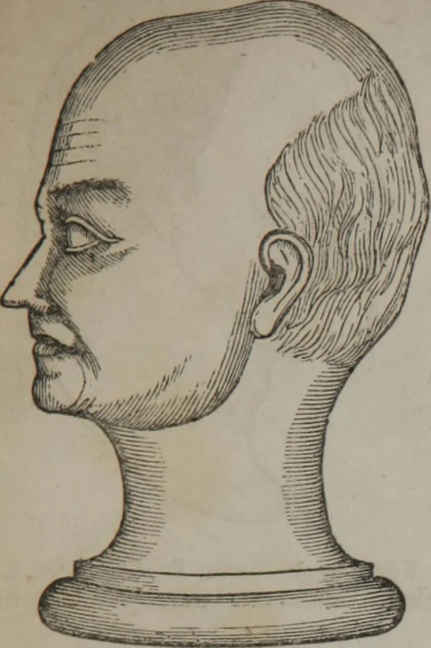 An illustration from Synopsis of phrenology and physiology : comprising a condensed description of the functions of the body and mind : also, indicating the relative development of these organs as applied to the person examined : with references to Fowler's phrenology, also, the additional improvements and discoveries made by the aid of magnetism and neurology / by L.N. Fowler., 1846, leaf 25