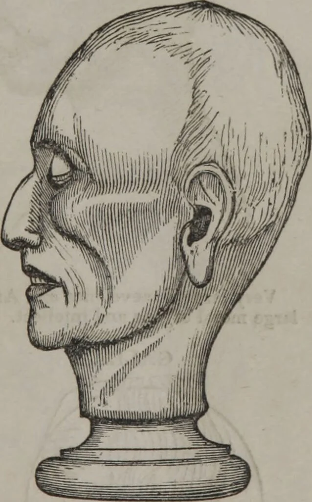 An illustration from Synopsis of phrenology and physiology : comprising a condensed description of the functions of the body and mind : also, indicating the relative development of these organs as applied to the person examined : with references to Fowler's phrenology, also, the additional improvements and discoveries made by the aid of magnetism and neurology / by L.N. Fowler., 1846, leaf 25