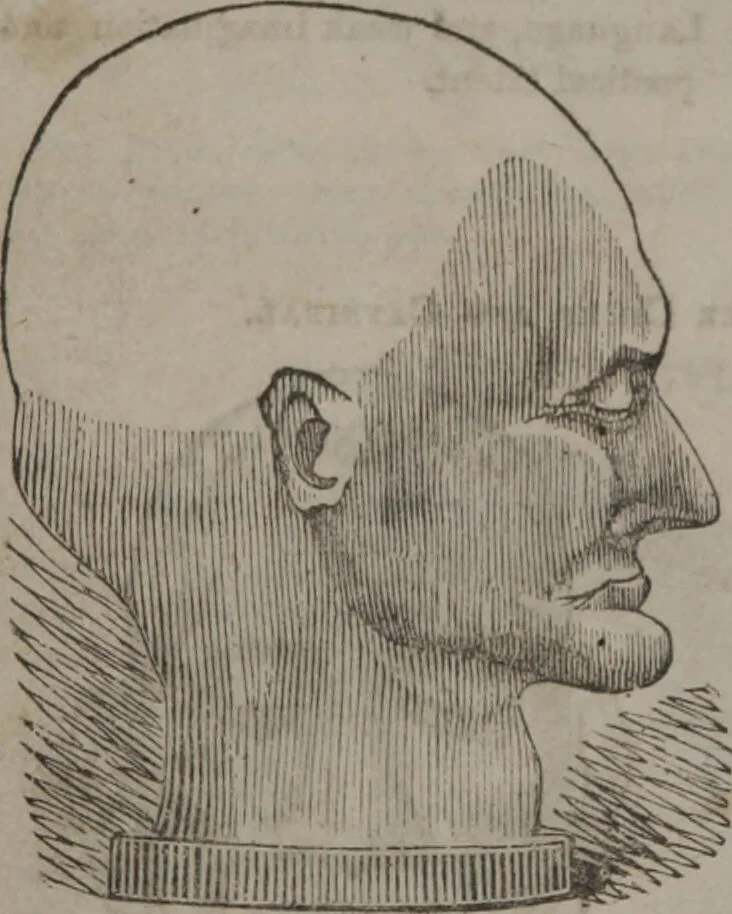 An illustration from Synopsis of phrenology and physiology : comprising a condensed description of the functions of the body and mind : also, indicating the relative development of these organs as applied to the person examined : with references to Fowler's phrenology, also, the additional improvements and discoveries made by the aid of magnetism and neurology / by L.N. Fowler., 1846, leaf 26