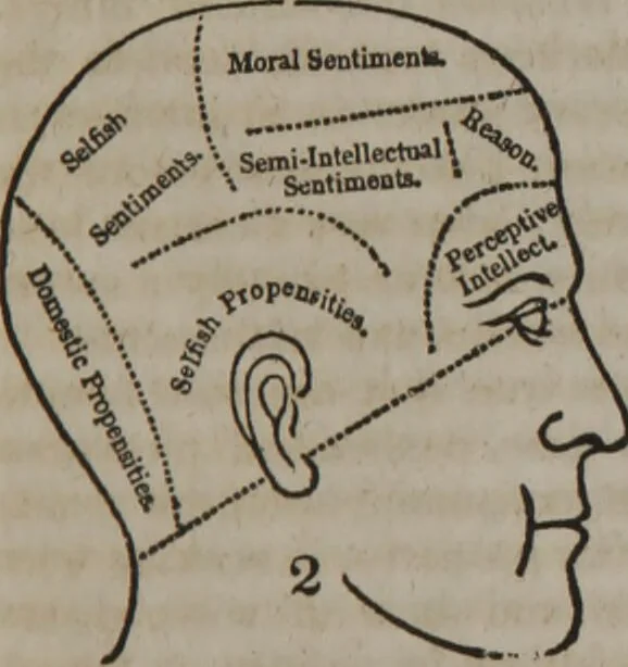 An illustration from Phrenology versus intemperance : a lecture on temperance, considered physiologically and phrenologically : or, The laws of life, and the principles of the human constitution, as developed by the sciences of phrenology and physiology, applied to total abstinence from all alcoholic and intoxicating drinks / by O.S. Fowler., 1841, leaf 13