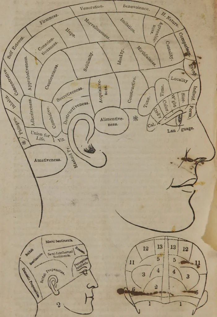 An illustration from Synopsis of phrenology and the phrenological developments : together with the character and talents of [blank] as given by [blank] : with reference to those pages of "Phrenology proved, illiustrated, and applied," in which will be found a full and correct delineation of the intellectual and moral character and manifestations of the above-named individual / by O.S. Fowler., 1848, leaf 22