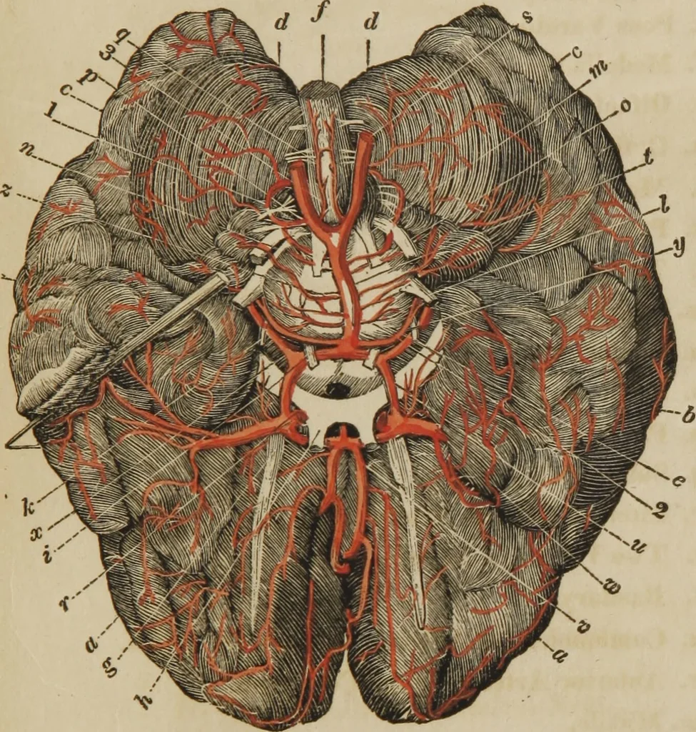 An illustration from Anatomical description of the arteries of the human body : illustrated by several coloured engravings, selected and reduced from the Icones of Haller ; exhibiting the parts as they appear on dissection., 1813, leaf 169