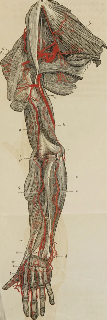 An illustration from Anatomical description of the arteries of the human body : illustrated by several coloured engravings, selected and reduced from the Icones of Haller ; exhibiting the parts as they appear on dissection., 1813, leaf 173