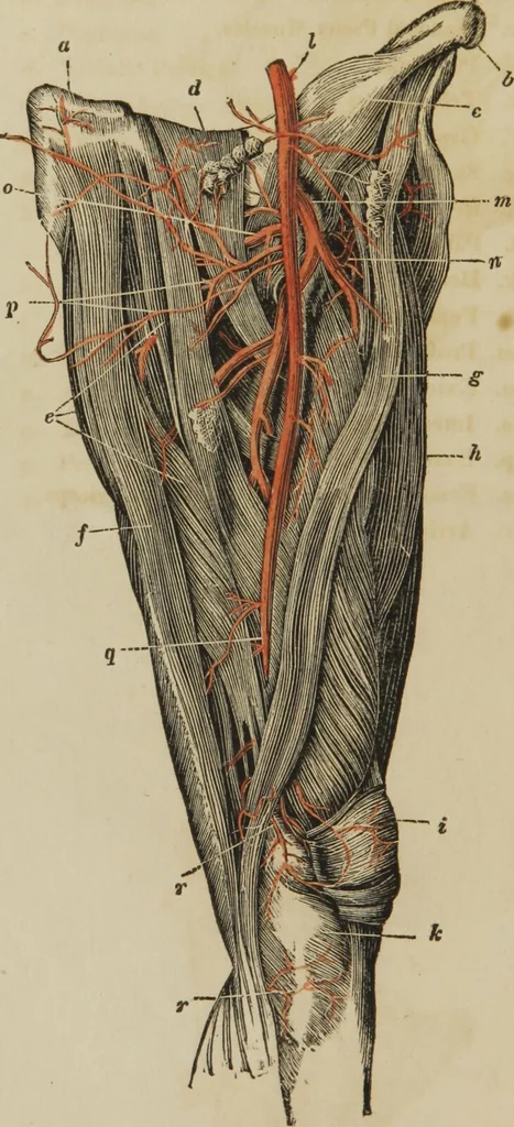 An illustration from Anatomical description of the arteries of the human body : illustrated by several coloured engravings, selected and reduced from the Icones of Haller ; exhibiting the parts as they appear on dissection., 1813, leaf 182
