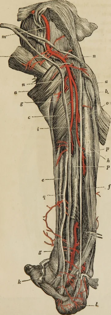 An illustration from Anatomical description of the arteries of the human body : illustrated by several coloured engravings, selected and reduced from the Icones of Haller ; exhibiting the parts as they appear on dissection., 1813, leaf 185