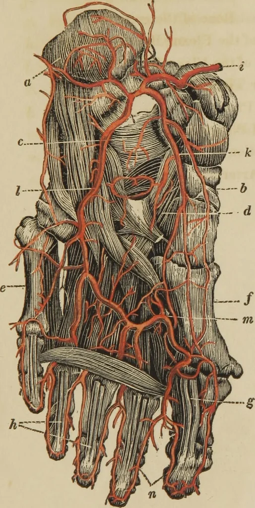 An illustration from Anatomical description of the arteries of the human body : illustrated by several coloured engravings, selected and reduced from the Icones of Haller ; exhibiting the parts as they appear on dissection., 1813, leaf 189