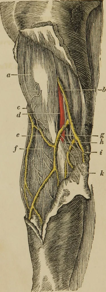 An illustration from Anatomical description of the arteries of the human body : illustrated by several coloured engravings, selected and reduced from the Icones of Haller ; exhibiting the parts as they appear on dissection., 1813, leaf 190
