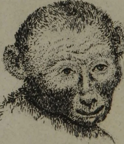 An illustration from The pocket Lavater, or, The science of physiognomy : to which is added, An inquiry into the analogy existing between brute and human physiognomy, from the Italian of Porta., 1832, leaf 150