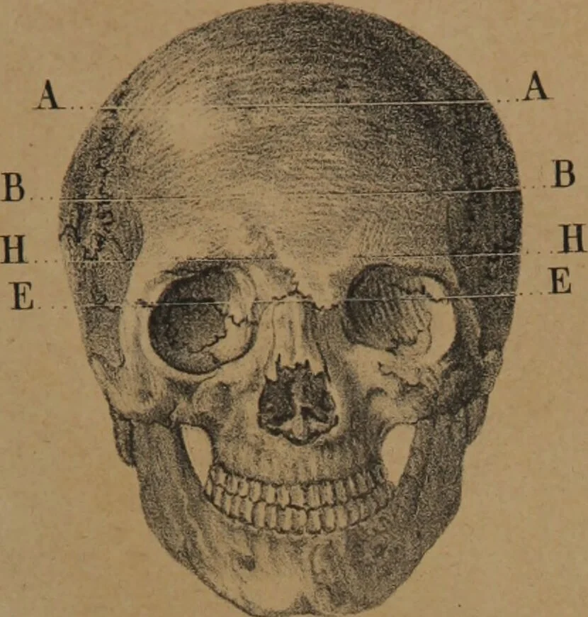 An illustration from Lecciones de frenología : esplicadas en el liceo artístico y literario de la Habana / por Sabino de Losada., 1849, leaf 69