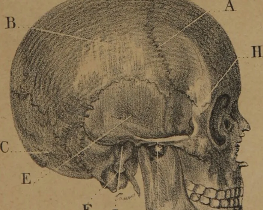An illustration from Lecciones de frenología : esplicadas en el liceo artístico y literario de la Habana / por Sabino de Losada., 1849, leaf 69