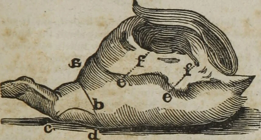 An illustration from MacKenzie's five thousand receipts in all the useful and domestic arts : constituting a complete practical library ... : a new American, from the latest London edition : with numerous and important additions generally : and the medical part carefully revised and adapted to the climate of the U. States : and also a new and most copious index / by an American physician., 1829, leaf 423