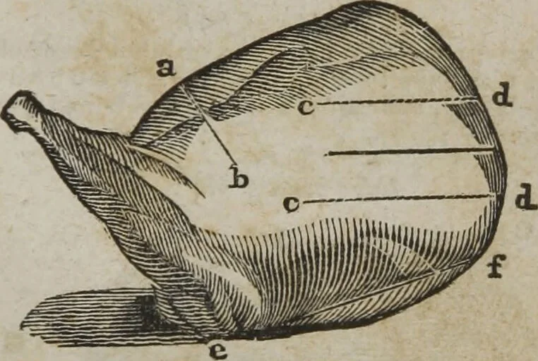 An illustration from MacKenzie's five thousand receipts in all the useful and domestic arts : constituting a complete practical library ... : a new American, from the latest London edition : with numerous and important additions generally : and the medical part carefully revised and adapted to the climate of the U. States : and also a new and most copious index / by an American physician., 1829, leaf 423