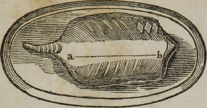 An illustration from MacKenzie's five thousand receipts in all the useful and domestic arts : constituting a complete practical library ... : a new American, from the latest London edition : with numerous and important additions generally : and the medical part carefully revised and adapted to the climate of the U. States : and also a new and most copious index / by an American physician., 1829, leaf 425