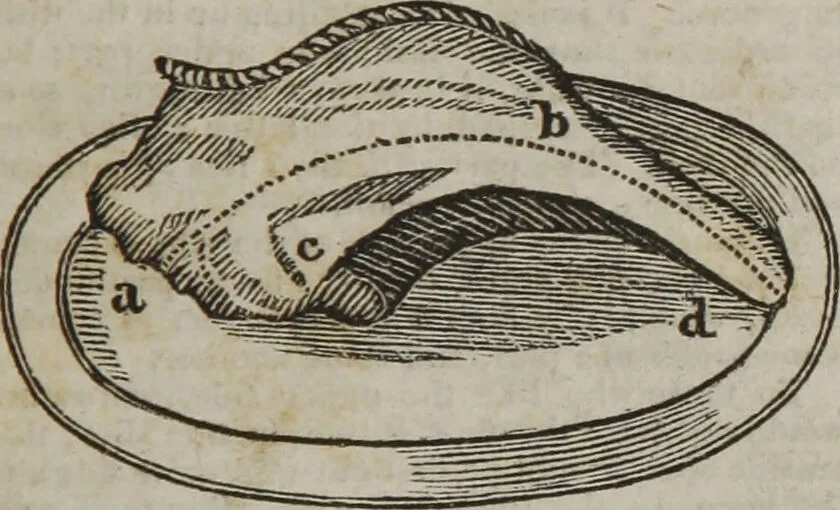 An illustration from MacKenzie's five thousand receipts in all the useful and domestic arts : constituting a complete practical library ... : a new American, from the latest London edition : with numerous and important additions generally : and the medical part carefully revised and adapted to the climate of the U. States : and also a new and most copious index / by an American physician., 1829, leaf 425