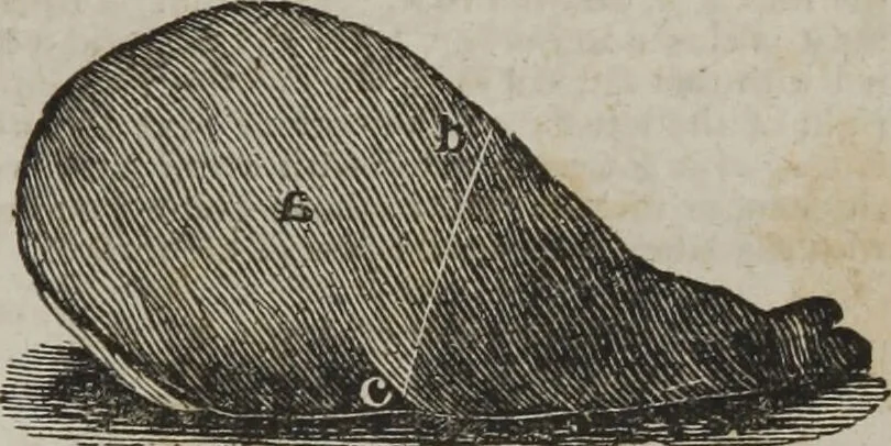 An illustration from MacKenzie's five thousand receipts in all the useful and domestic arts : constituting a complete practical library ... : a new American, from the latest London edition : with numerous and important additions generally : and the medical part carefully revised and adapted to the climate of the U. States : and also a new and most copious index / by an American physician., 1829, leaf 425