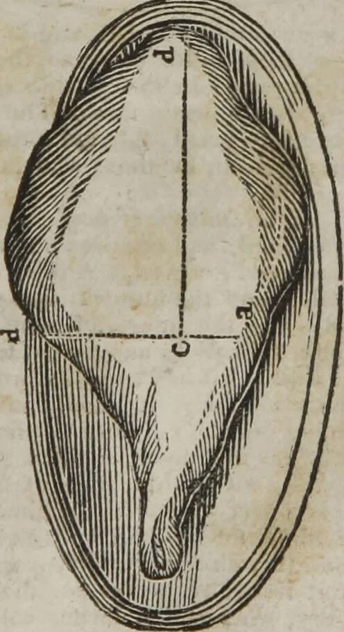 An illustration from MacKenzie's five thousand receipts in all the useful and domestic arts : constituting a complete practical library ... : a new American, from the latest London edition : with numerous and important additions generally : and the medical part carefully revised and adapted to the climate of the U. States : and also a new and most copious index / by an American physician., 1829, leaf 425