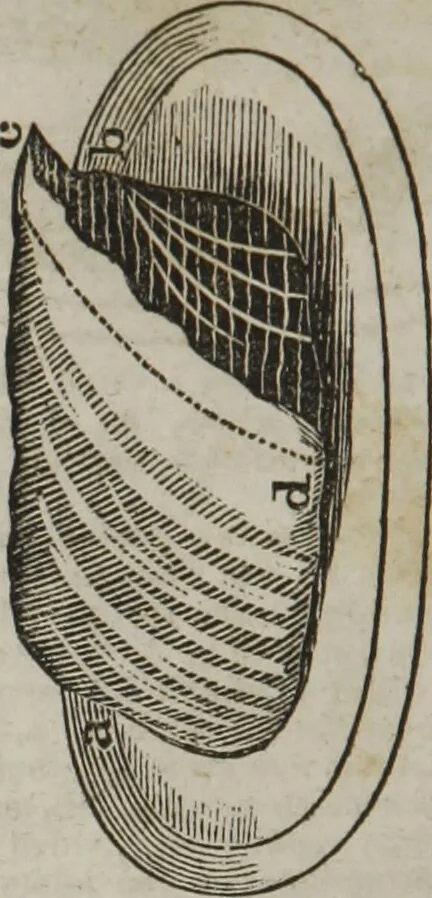 An illustration from MacKenzie's five thousand receipts in all the useful and domestic arts : constituting a complete practical library ... : a new American, from the latest London edition : with numerous and important additions generally : and the medical part carefully revised and adapted to the climate of the U. States : and also a new and most copious index / by an American physician., 1829, leaf 426