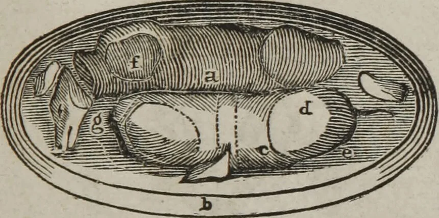 An illustration from MacKenzie's five thousand receipts in all the useful and domestic arts : constituting a complete practical library ... : a new American, from the latest London edition : with numerous and important additions generally : and the medical part carefully revised and adapted to the climate of the U. States : and also a new and most copious index / by an American physician., 1829, leaf 427