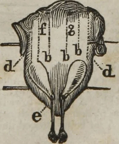 An illustration from MacKenzie's five thousand receipts in all the useful and domestic arts : constituting a complete practical library ... : a new American, from the latest London edition : with numerous and important additions generally : and the medical part carefully revised and adapted to the climate of the U. States : and also a new and most copious index / by an American physician., 1829, leaf 427