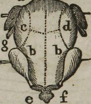 An illustration from MacKenzie's five thousand receipts in all the useful and domestic arts : constituting a complete practical library ... : a new American, from the latest London edition : with numerous and important additions generally : and the medical part carefully revised and adapted to the climate of the U. States : and also a new and most copious index / by an American physician., 1829, leaf 428