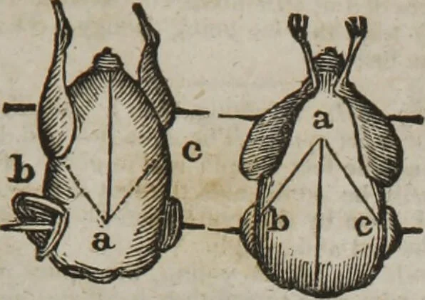 An illustration from MacKenzie's five thousand receipts in all the useful and domestic arts : constituting a complete practical library ... : a new American, from the latest London edition : with numerous and important additions generally : and the medical part carefully revised and adapted to the climate of the U. States : and also a new and most copious index / by an American physician., 1829, leaf 429