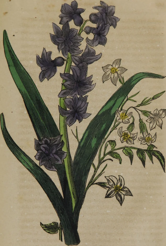 An illustration from Beauties of flora, and outlines of botany : with a language of flowers : a perennial offering / by John B. Newman ; the whole illustrated by splendidly colored engravings by Lewis & Brown., 1848, leaf 237